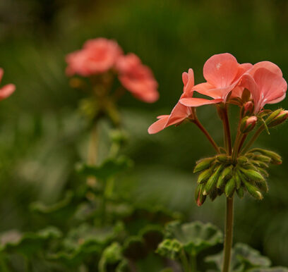 portafolio-flores-4