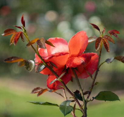 portafolio-flores-jardin-1