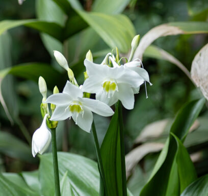 portafolio-flores-jardin-10