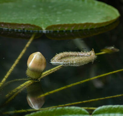 portafolio-flores-jardin-11