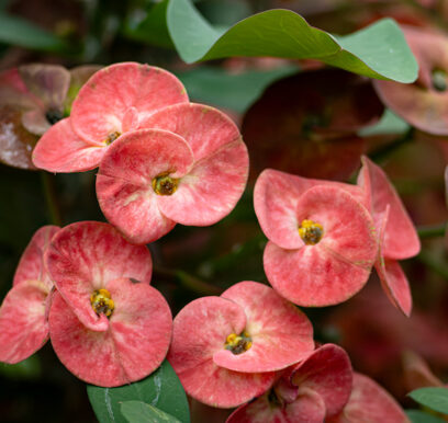 portafolio-flores-jardin-13