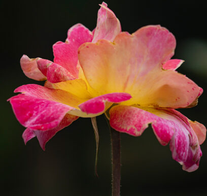 portafolio-flores-jardin-15