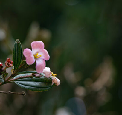 portafolio-flores-jardin-16