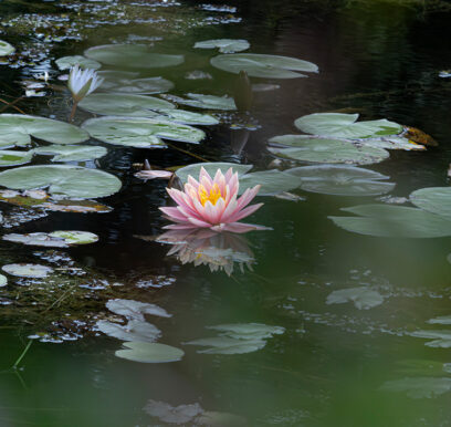 portafolio-flores-jardin-17