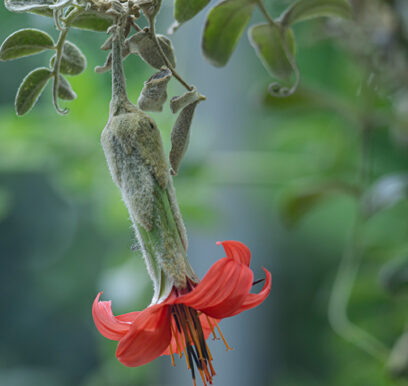 portafolio-flores-jardin-18