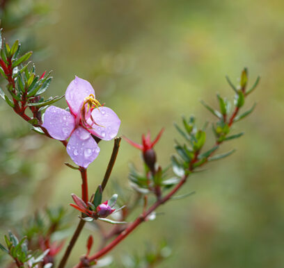 portafolio-flores-jardin-19