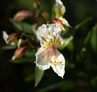 portafolio-flores-jardin-20