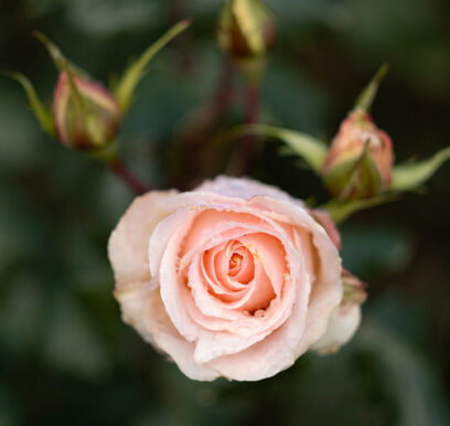 portafolio-flores-jardin-3