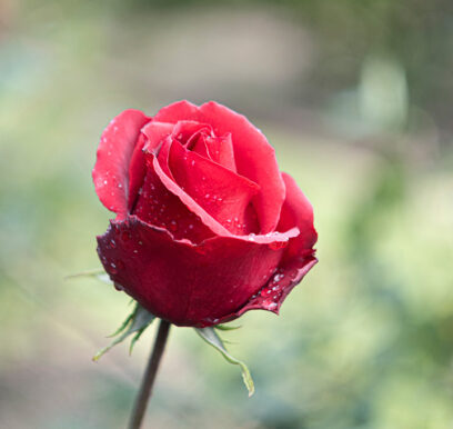 portafolio-flores-jardin-4