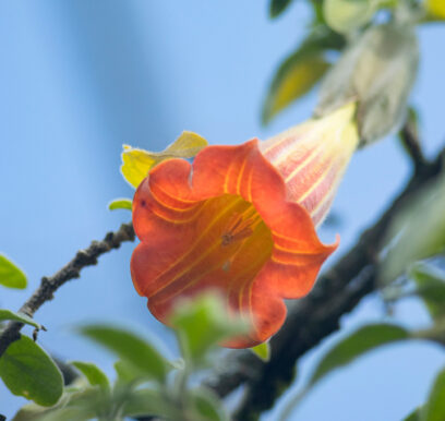 portafolio-flores-jardin-5