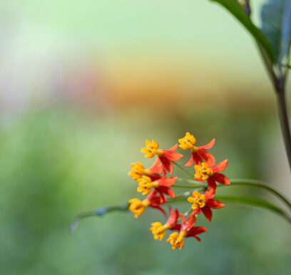 portafolio-flores-jardin-6