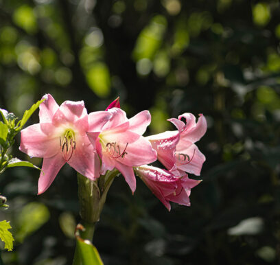 portafolio-flores-jardin-7