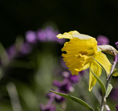 portafolio-flores-jardin-8
