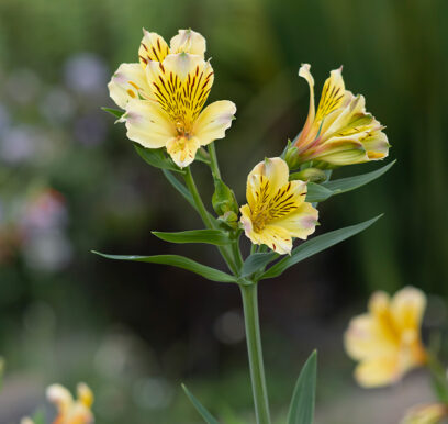 portafolio-flores-jardin-9